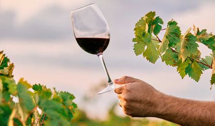 Etiketa vína - Jak správně pít, chladit a servírovat víno